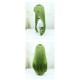 Fox Spirit Matchmaker |Tu Shan RongRong Cosplay Wig  Grass Green 80cm